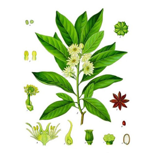 Anis-estrellado-Illicium-verum