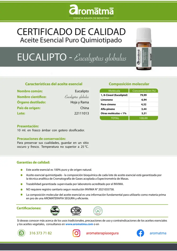 Eucalipto globulus - Image 2