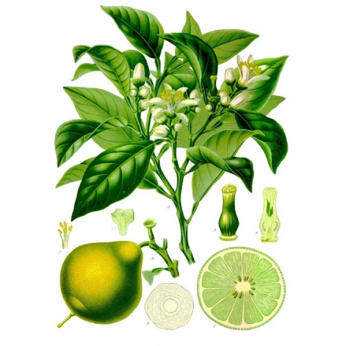 Citrus_bergamia