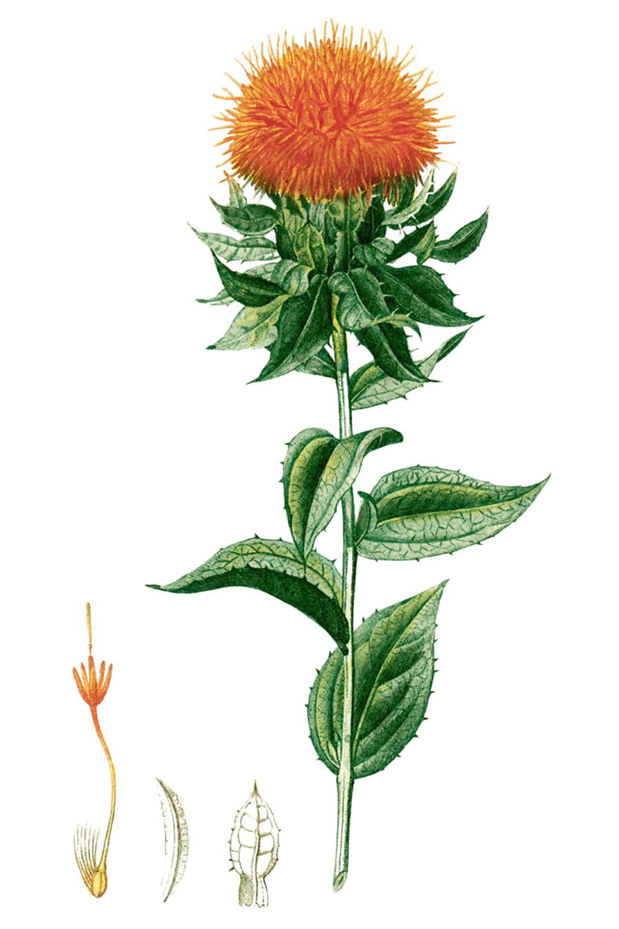 C rtamo Aromatma c-rtamo-aromatma