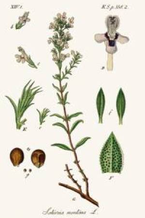 442px-Satureja_montana_-_Deutschlands_flora_in_abbildungen_nach_der_natur_-_vol._20_-_t._17