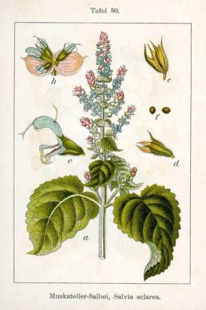 800px-Salvia_sclarea_Sturm50