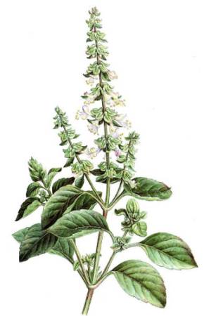 Albahaca-Ocimum-basilicum