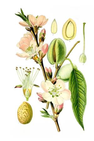 Almendra Almendra