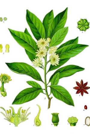 Anis-estrellado-Illicium-verum