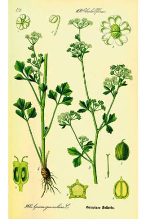 Apium-graveolens