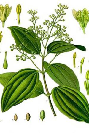 Canela-Cinnamomum-zeylanicum (1)