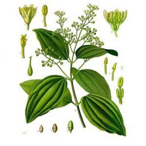 Canela---Cinnamomum-zeylanicum