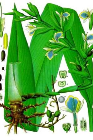Cardamomo-Elettaria-cardamomum