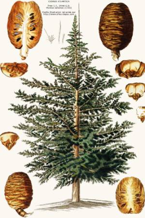 Cedro-del-Atlas-Cedrus-atlantica