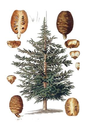 Cedro