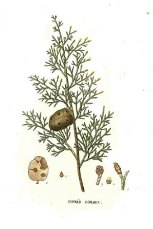 Cipres-Cupressus-sempervirens