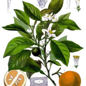 Citrus_aurantium_-_Köhler–s_Medizinal-Pflanzen-042