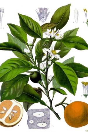 Citrus_aurantium_-_Kohler–s_Medizinal-Pflanzen-042
