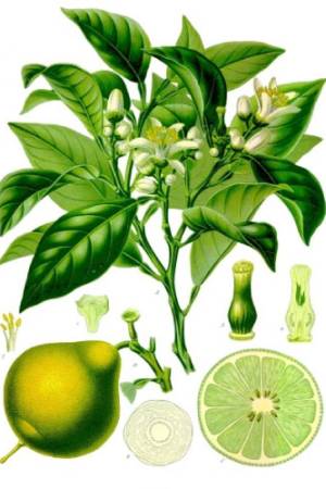Citrus_bergamia