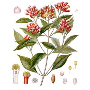 Clavo-de-Olor---Syzygium--aromaticum