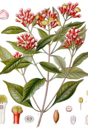 Clavo-de-Olor-Syzygium-aromaticum