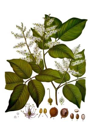 Copaiba Copaiba