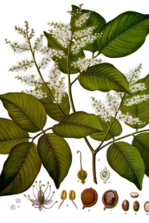 Copaifera_officinalis-1