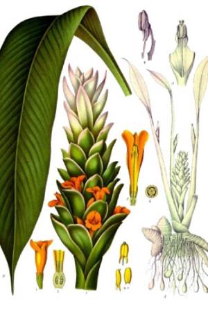 Curcuma-Curcuma-longa