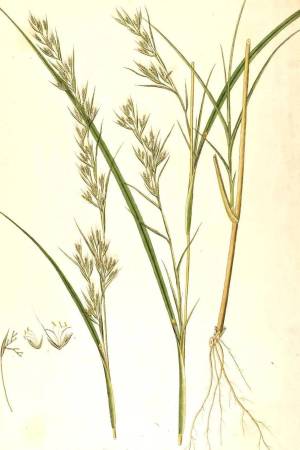 Cymbopogon-martini