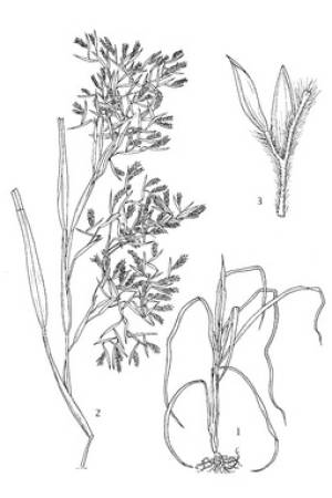 Cymbopogon_winterianus_PROSEA_linedrawing.tif