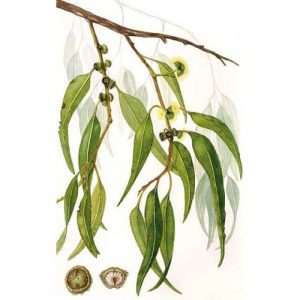 Eucalipto-citriodora---Corymbia-citriodora