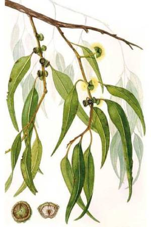 Eucalipto-citriodora-Corymbia-citriodora-1