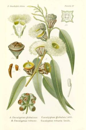 Eucalipto-globulus-Eucalyptus-globulus