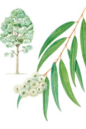Eucalipto-radiata-Eucalyptus-radiata