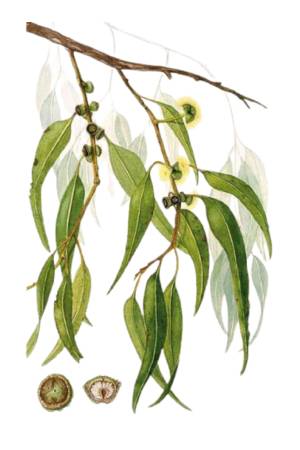 EucaliptoCitridora