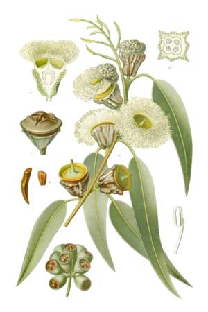 EucaliptoGlobulus