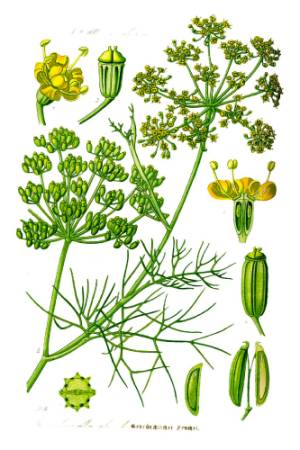 Foeniculum-vulgare