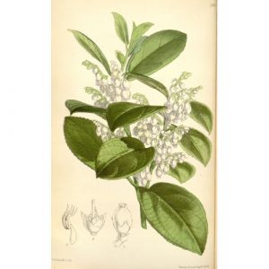 Gaulteria-Olorosa---Gaultheria-fragrantissima