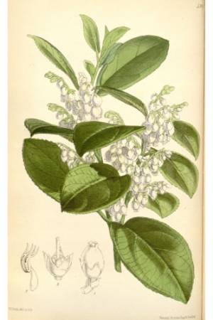 Gaulteria-Olorosa-Gaultheria-fragrantissima-1