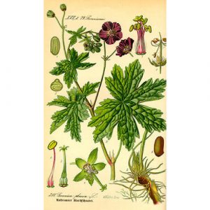 Geranio---Pelargonium-graveolens