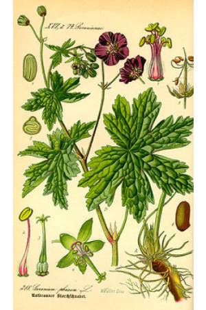 Geranio-Pelargonium-graveolens-1