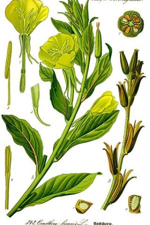 Illustration_Oenothera_biennis0_clean