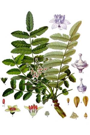 Incienso-de-la-India