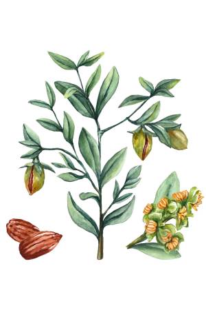 Jojoba Jojoba