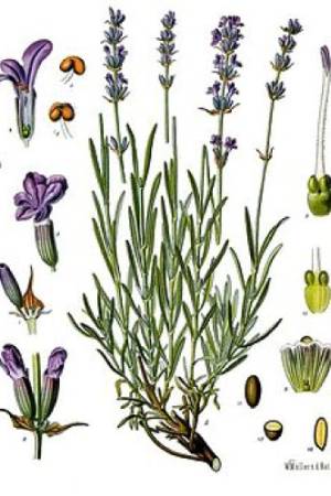 Lavanda-Lavandula-angustifolia-1