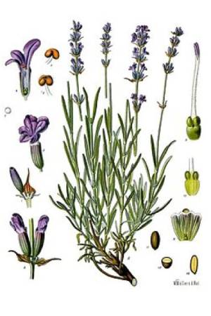 Lavanda Lavanda
