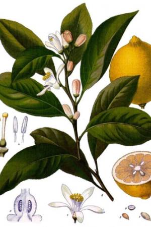 Limon-Citrus-x-limon