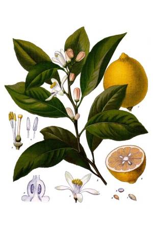 Limón