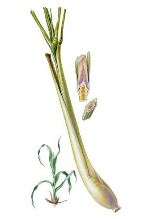 Limonaria-Cymbopogon-citratus-1