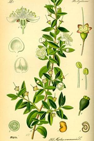 MYRTUS