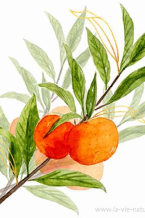 Mandarina-Citrus-reticulata-1