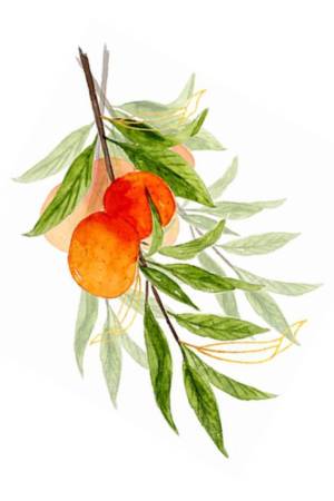 Mandarina