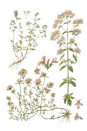 Mejorana Mejorana