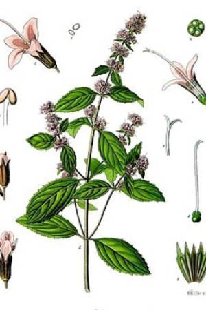Menta-Mentha-x-piperita-1